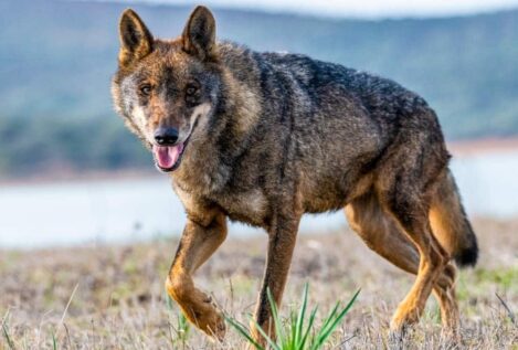 Castilla y León reclama al Gobierno que elimine al lobo de la lista de protección especial