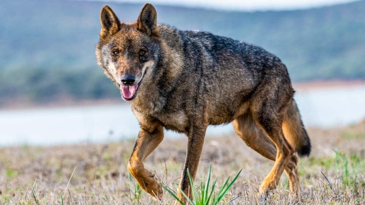 Castilla y León reclama al Gobierno que elimine al lobo de la lista de protección especial