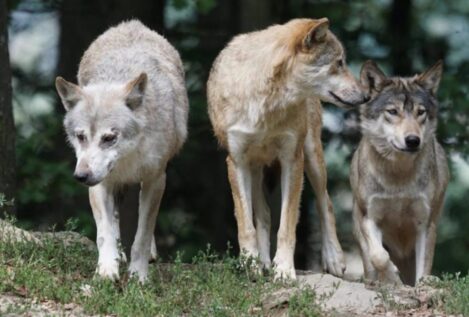 El Tribunal de Justicia de la UE avala la prohibición de la caza del lobo sin excepciones