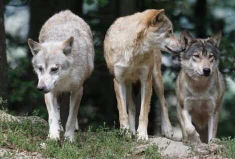 Cantabria pide al Miteco poder realizar el censo del lobo ante la «situación crítica» del sector