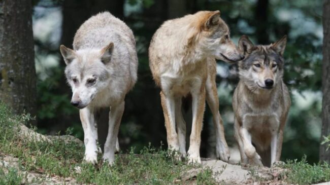 Asturias pide a Transición Ecológica que respete la evaluación técnica del informe sobre el lobo