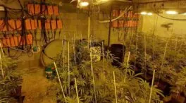 Endesa desconectó siete plantaciones de marihuana al día durante el primer semestre