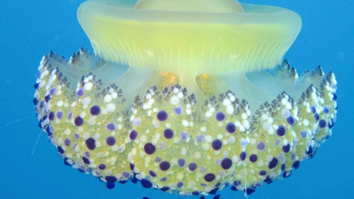 Picaduras de medusa «huevo frito»: cómo son y en qué pueden afectar