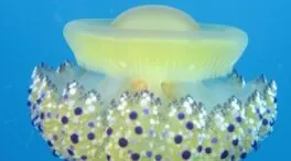 Picaduras de medusa «huevo frito»: cómo son y en qué pueden afectar
