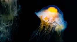 Estas son las medusas más peligrosas de nuestra costa: cómo identificarlas y qué hacer
