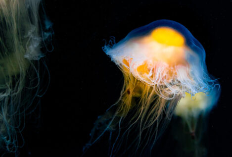 Estas son las medusas más peligrosas de nuestra costa: cómo identificarlas y qué hacer