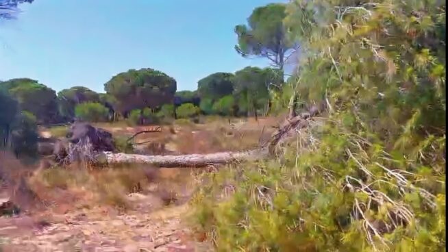 Ecologistas en Acción alerta: la mortalidad de pinos en el litoral de Doñana «va a más»