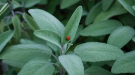 La planta que aumenta la memoria y mantiene los niveles de azúcar en sangre