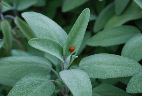 La planta que aumenta la memoria y mantiene los niveles de azúcar en sangre