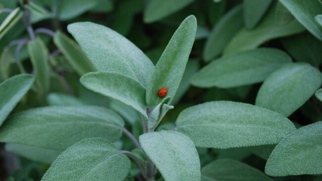 La planta que aumenta la memoria y mantiene los niveles de azúcar en sangre