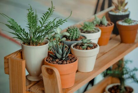 Cómo cuidar de tus plantas y que no mueran en el intento