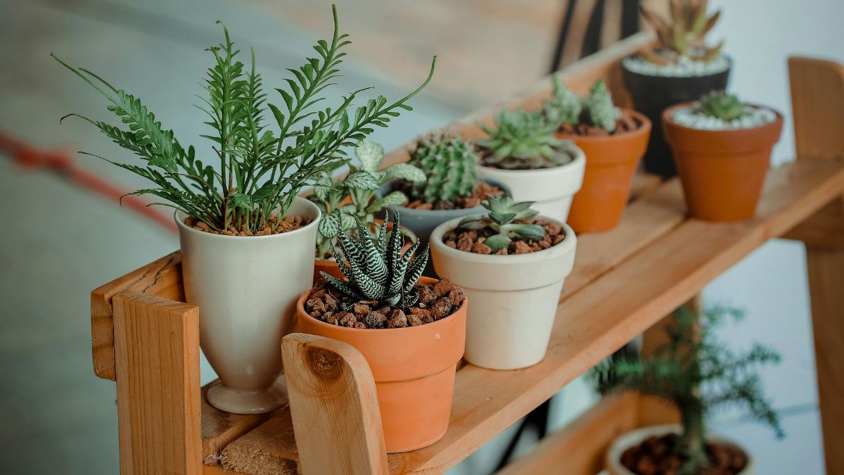 Cómo cuidar de tus plantas y que no mueran en el intento