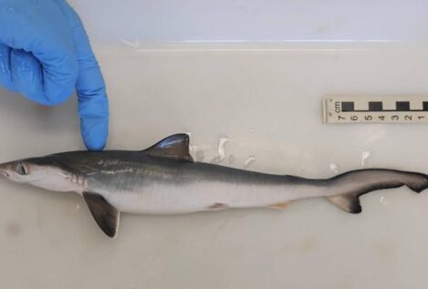 Hallan tiburones intoxicados con cocaína en Brasil