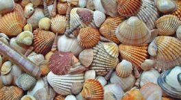 ¿Es ilegal recoger conchas de la playa? Multas de hasta 3.000 euros