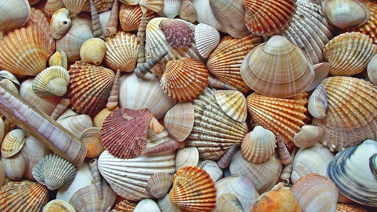 ¿Es ilegal recoger conchas de la playa? Multas de hasta 3.000 euros
