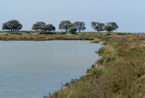 El plan de Doñana logra reducir las extracciones de agua y un 40% las hectáreas ilegales