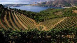 Tres vinos de viñedos con vistas al mar