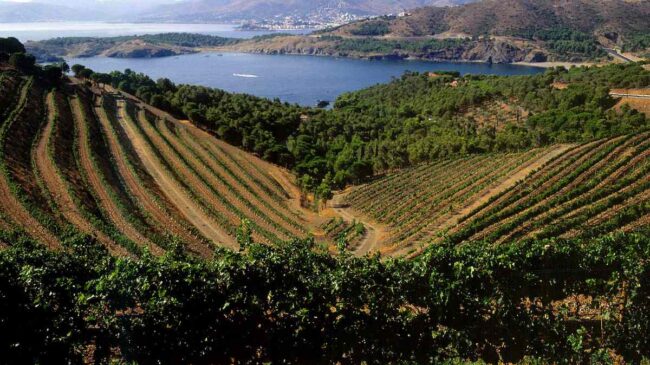 Tres vinos de viñedos con vistas al mar