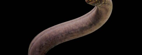 El genoma animal más grande del mundo al descubierto