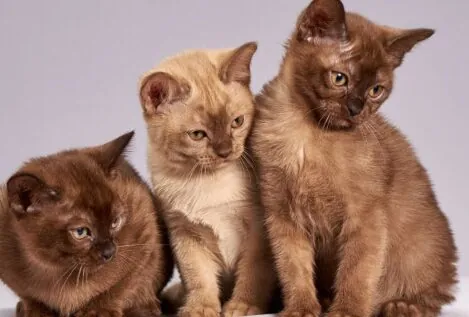 Las cinco enfermedades más comunes en los gatos, según la OCU