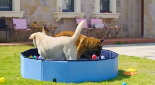Piscinas para perros: la forma segura, divertida y saludable de combatir el calor