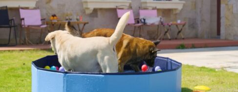 Piscinas para perros: la forma segura, divertida y saludable de combatir el calor
