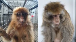 Secuelas del tráfico ilegal de primates en España