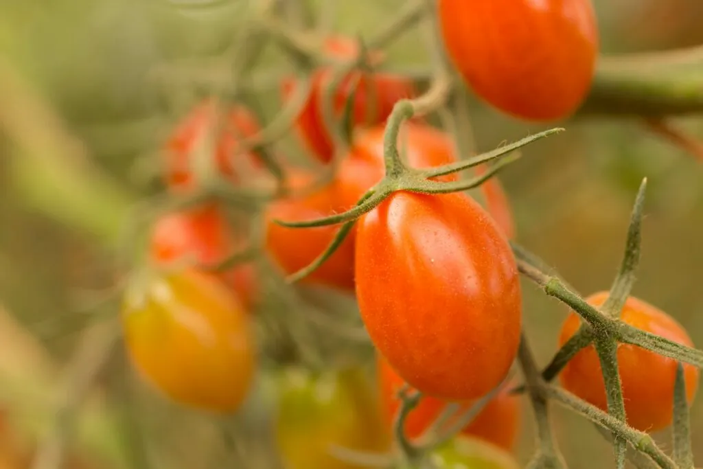 Tomates de pera. 
Brands&People Unsplash