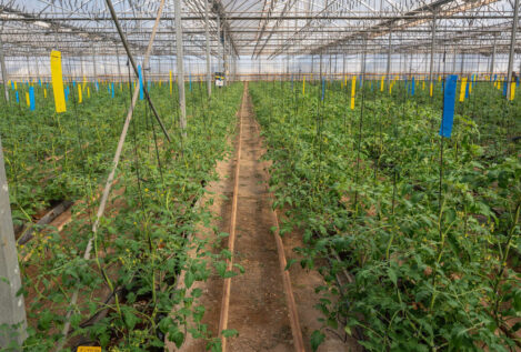 Las plantaciones ecológicas bajo plástico en Andalucía se multiplican por diez en una década