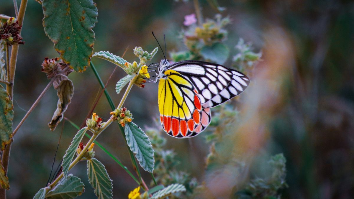 Efecto mariposa: qué es y qué nos enseña