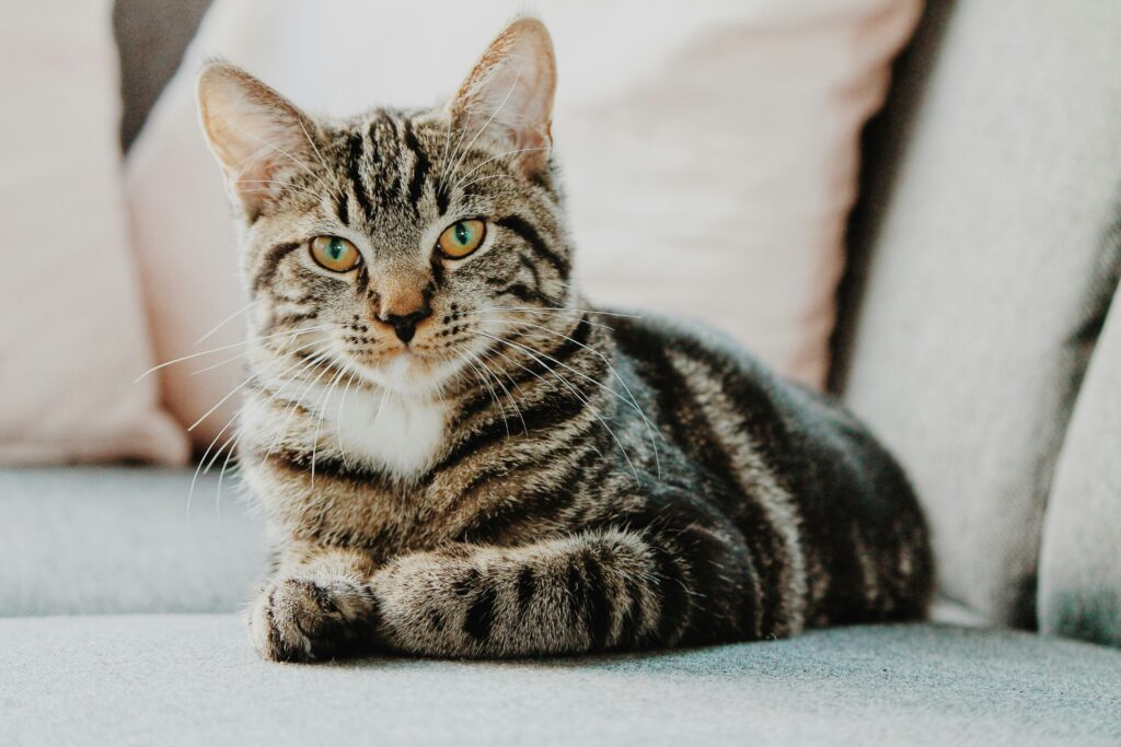 Gato. 
Erik Jan-Leusink Unsplash