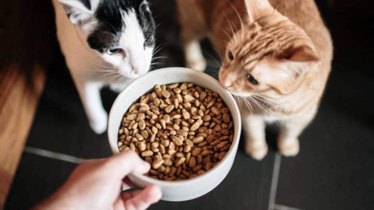 Este es el motivo por el que tu gato pide comida y sigue teniendo en el comedero