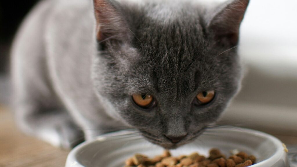 Gato comiendo. 
Unsplash