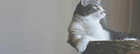 Un estudio revela la fórmula para que tu gato te haga caso