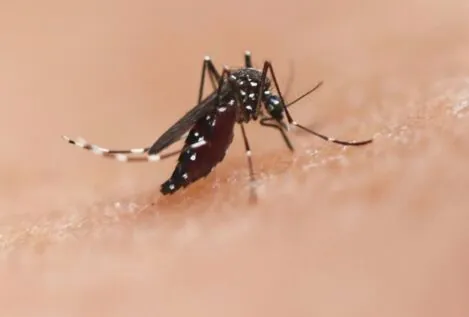 La OMS advierte del peligro de los mosquitos por las enfermedades que transmiten