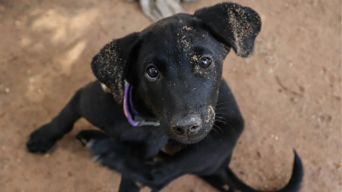 El verano es época de garrapatas: ¿cómo quitárselas a mi perro?