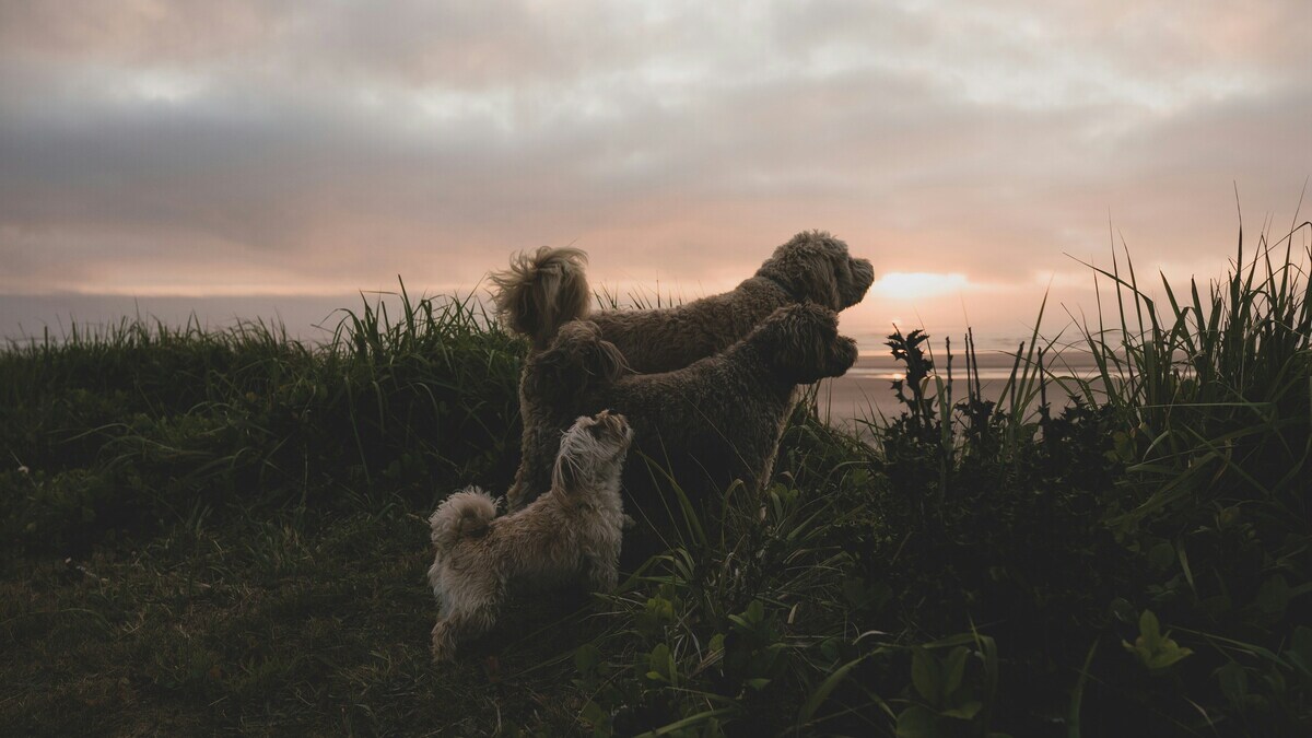 ¿Qué significa el aullido de los perros? Estos son los motivos por los que lo hacen