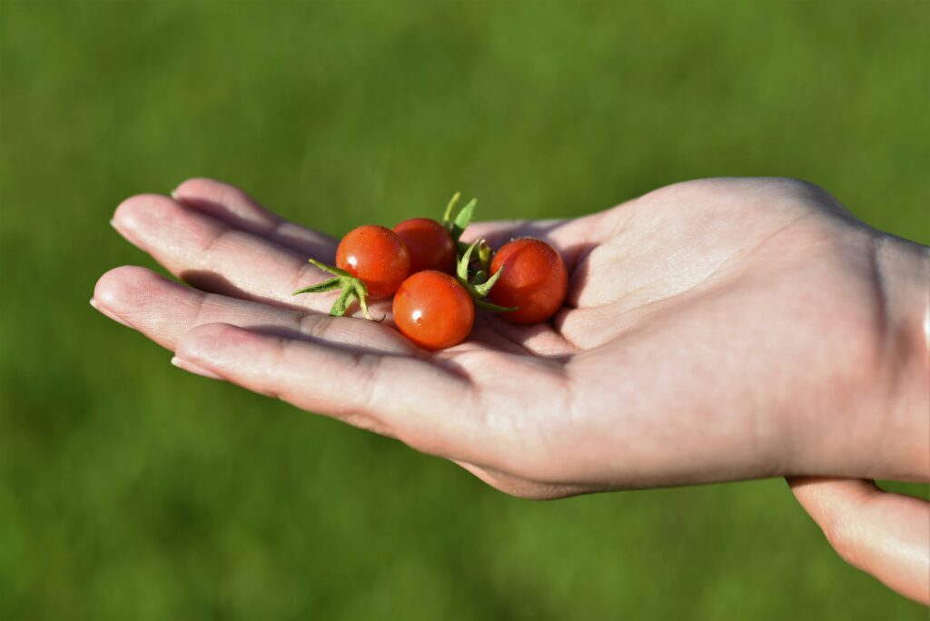Tomates cherry. 
Veronica Lorine Unsplash