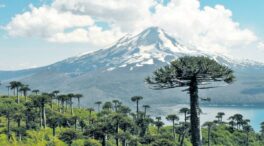 Secuencian el megagenoma de un árbol chileno en riesgo de extinción