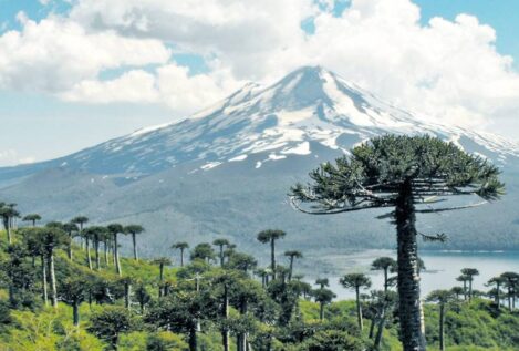 Secuencian el megagenoma de un árbol chileno en riesgo de extinción