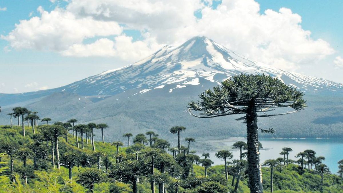 Secuencian el megagenoma de un árbol chileno en riesgo de extinción