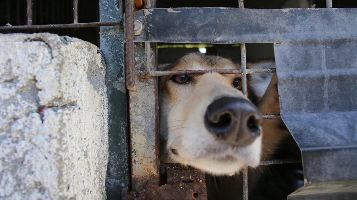 Pacma reprocha que la Ley de Bienestar Animal ha supuesto un «enorme retroceso»