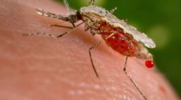 Un nuevo fármaco vence múltiples resistencias del parásito de la malaria