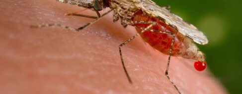 Un nuevo fármaco vence múltiples resistencias del parásito de la malaria