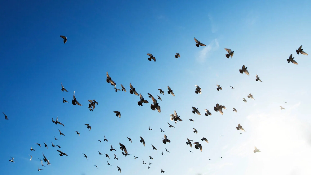 Miles de aves de diversas especies comienzan las migraciones por el Estrecho de Gibraltar