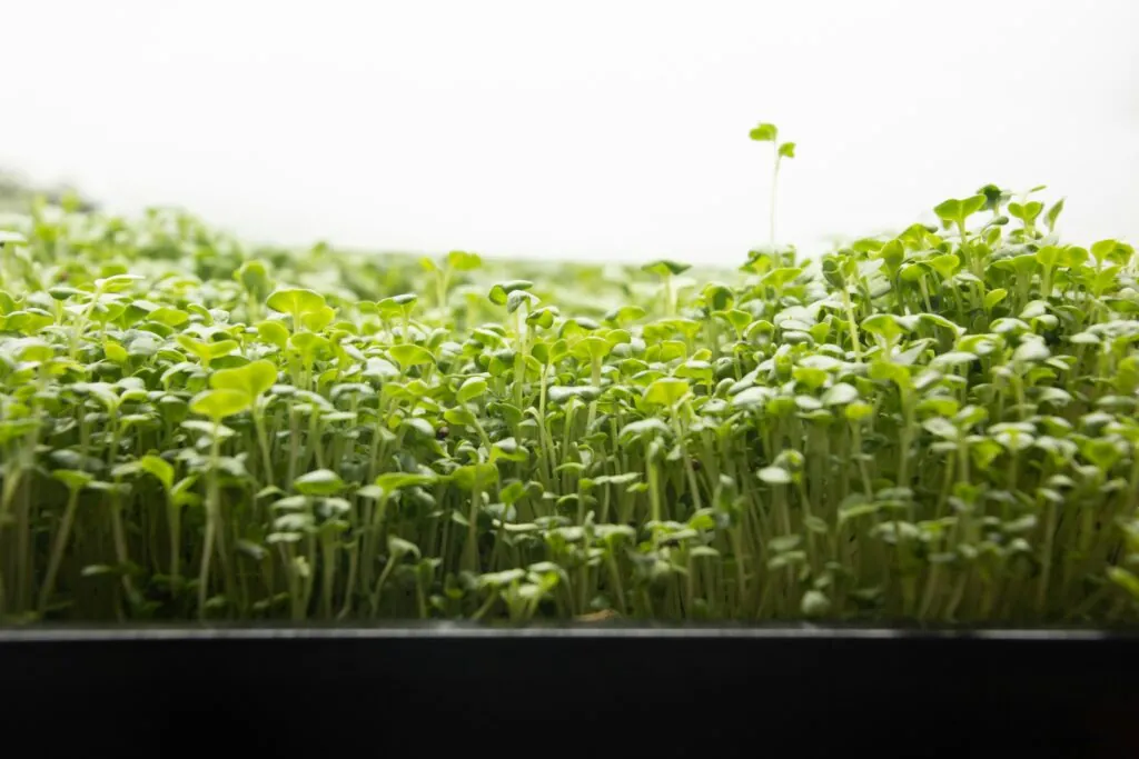 Brotes de brócoli envejecimiento