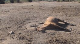 Investigan a un hombre en Salamanca por la «extrema desnutrición» de sus caballos