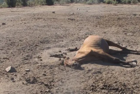 Investigan a un hombre en Salamanca por la «extrema desnutrición» de sus caballos