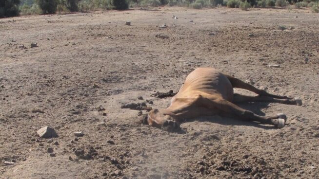 Investigan a un hombre en Salamanca por la «extrema desnutrición» de sus caballos