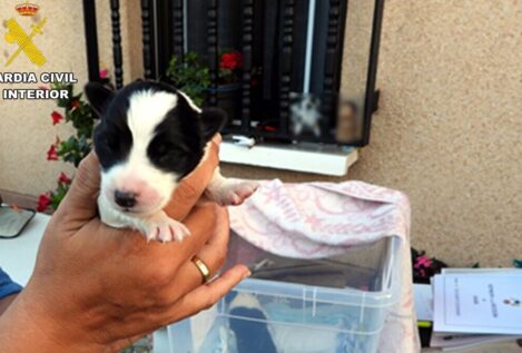 Investigan a un hombre en Cantabria por abandonar cuatro cachorros en un contenedor